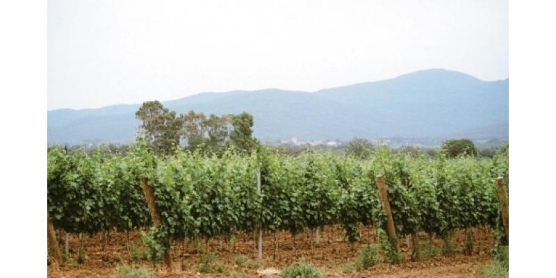 Ferrari Iris e Figli