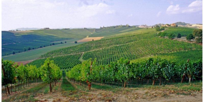 Fina Vini