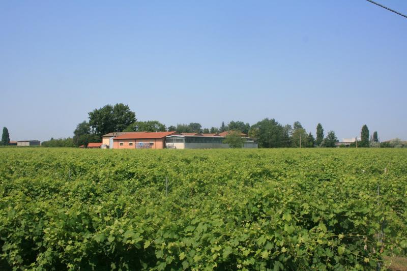 Garuti