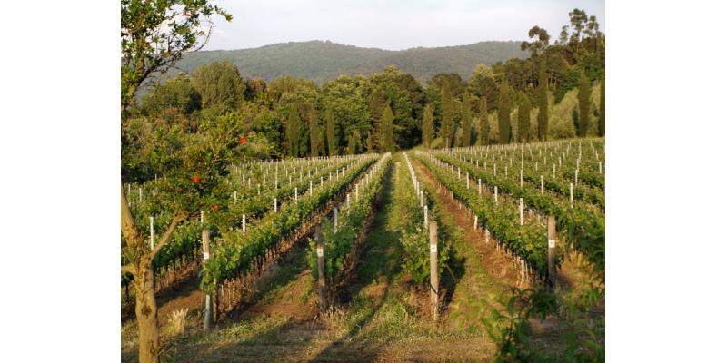 Vigneti di Guado al Melo