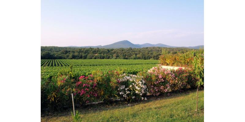 Vigneti di Guado al Melo