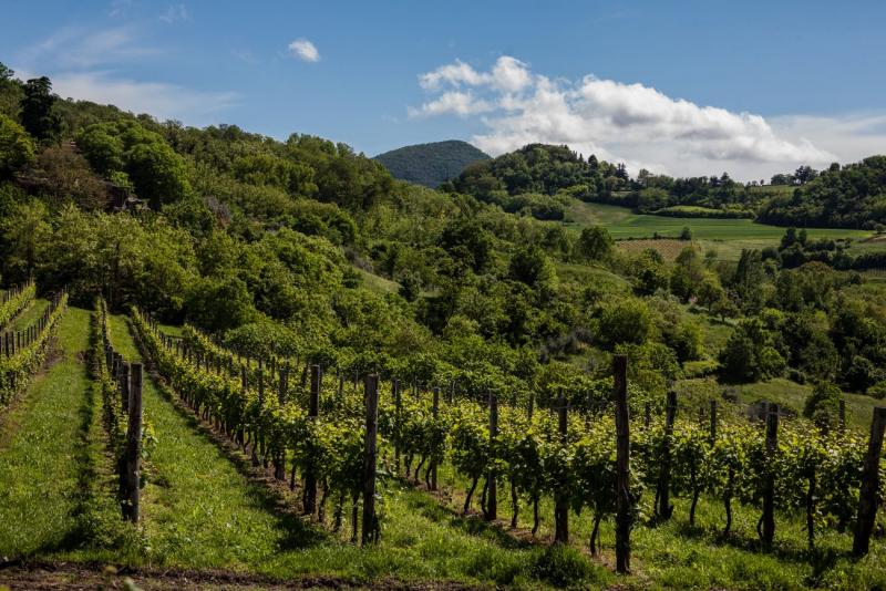 I Piccoli Vignaioli