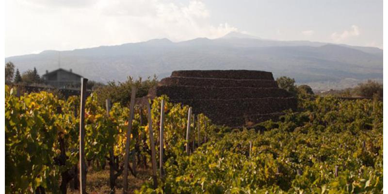 I Vigneri