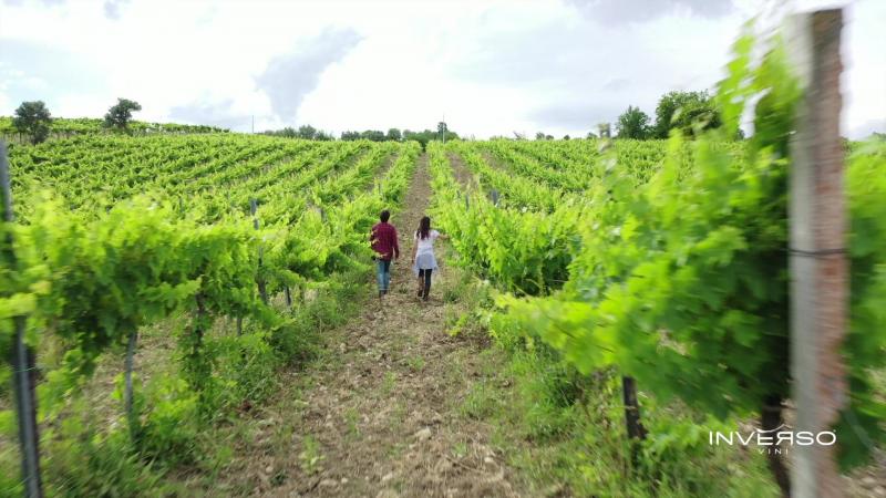 Inverso Vini