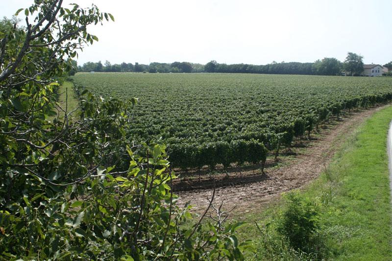 Le Marchesine