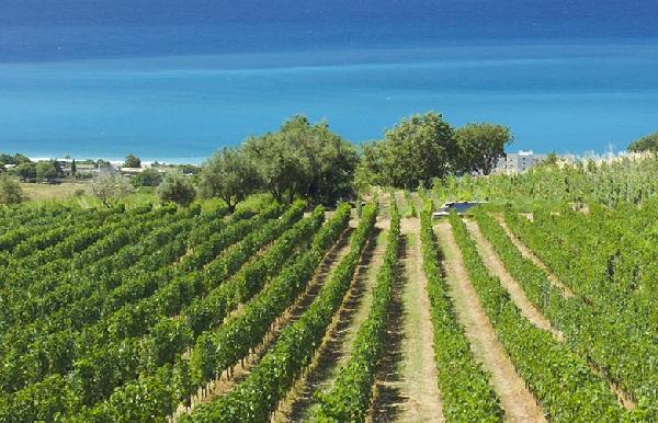 Odoardi Vini Cantina Cosenza Hello Taste