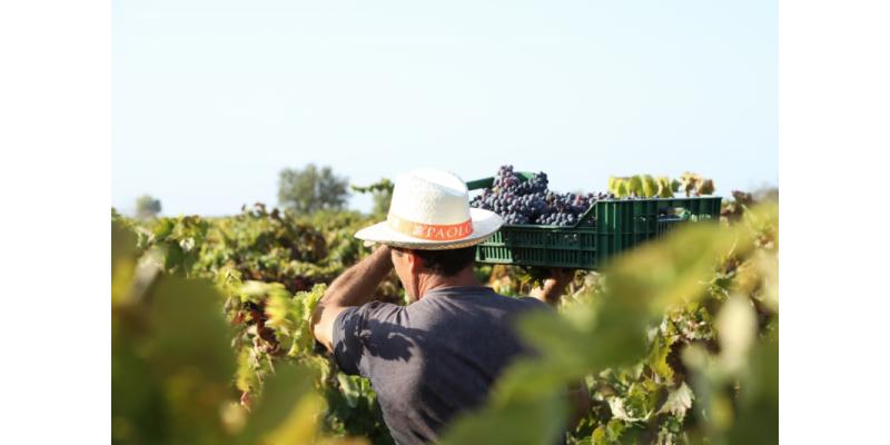 Cantine Paolo Leo - Vendemmia Dorso Rosso