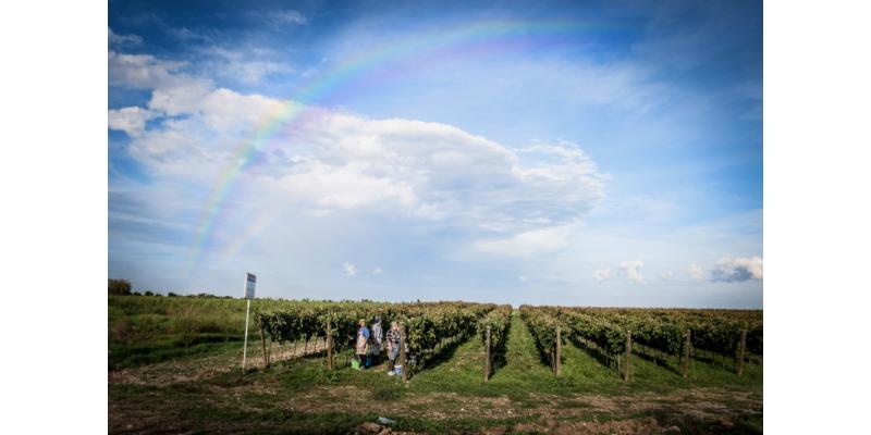 Cantine Paolo Leo - La vigna