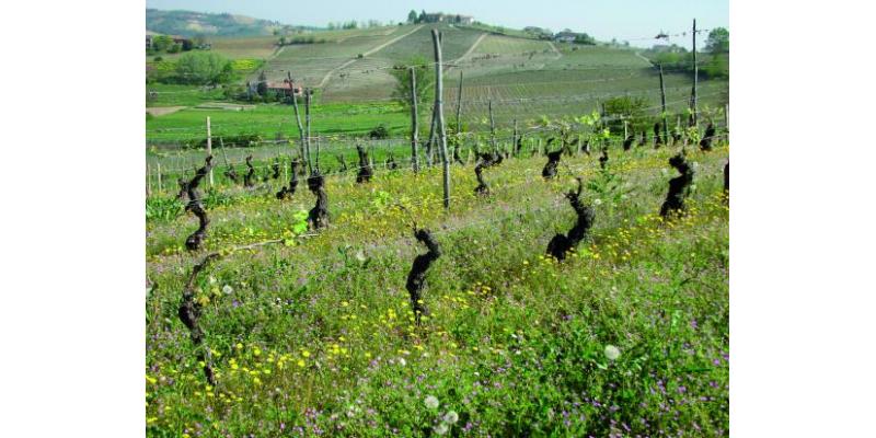 Pastura Cascina La Ghersa