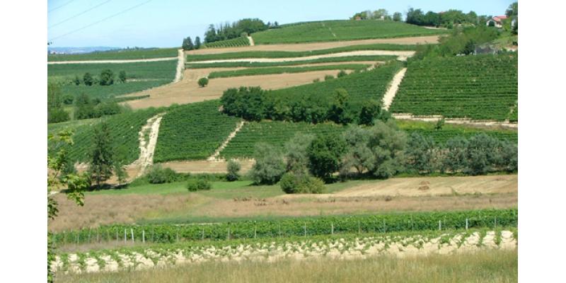 Poderi A. Bertelli