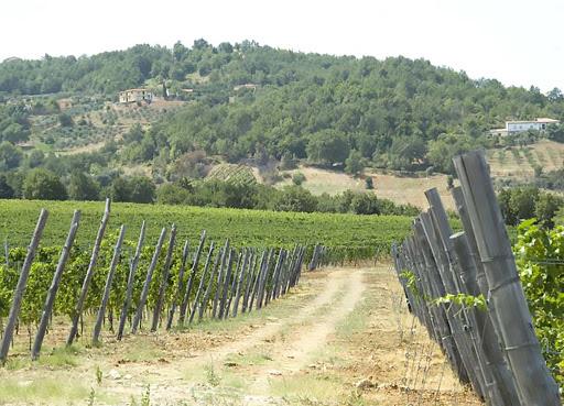 Poderi Marini