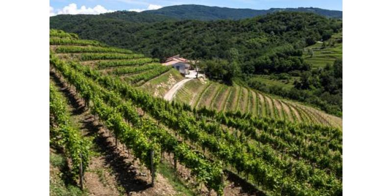 Tenuta Stella