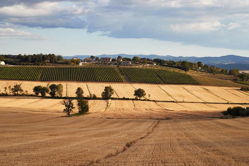 Tenuta Dei Mori