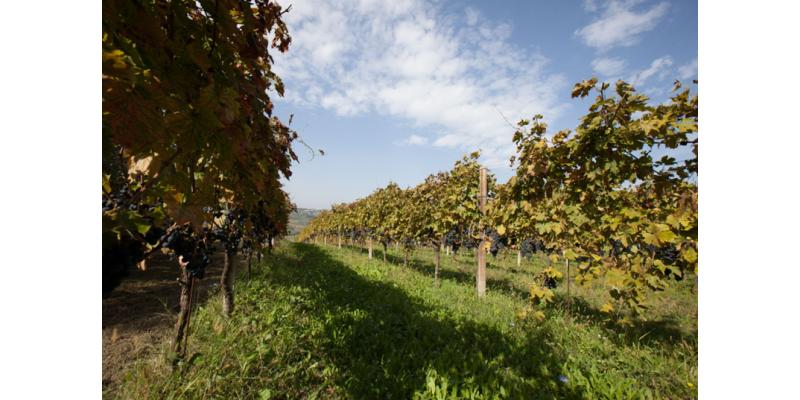 Tenuta Ferrante