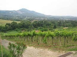 Tenuta Fonteia