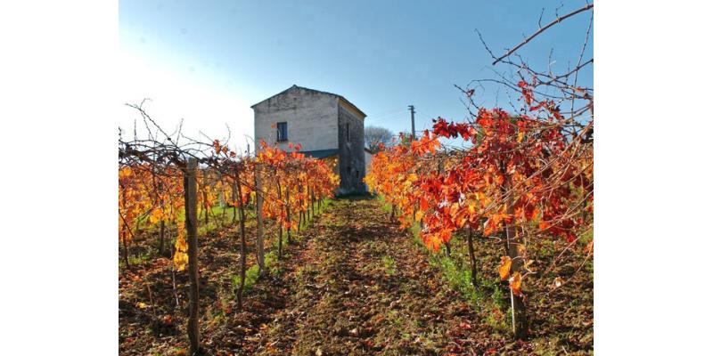 Tenuta I Fauri