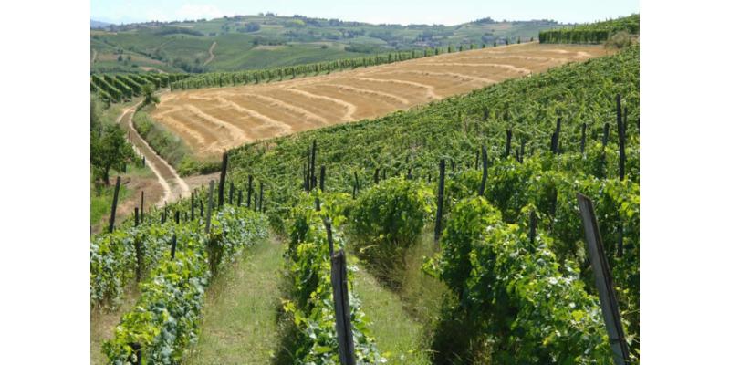 Tenuta La Meridiana