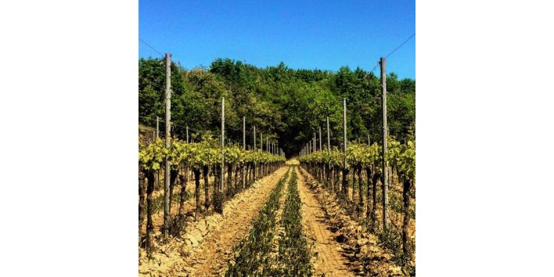 Tenuta La Ponca