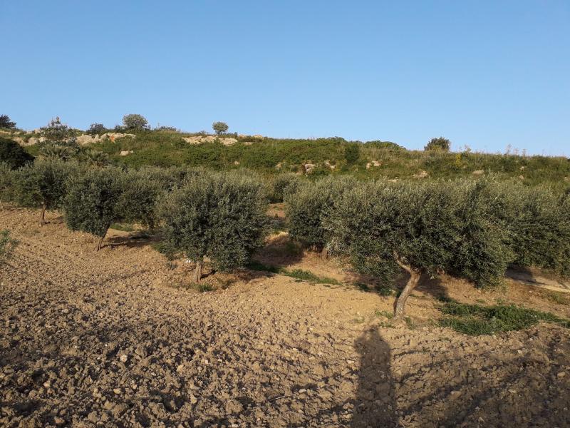 Tenuta MarAnto