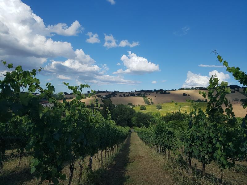 Tenuta Mattei