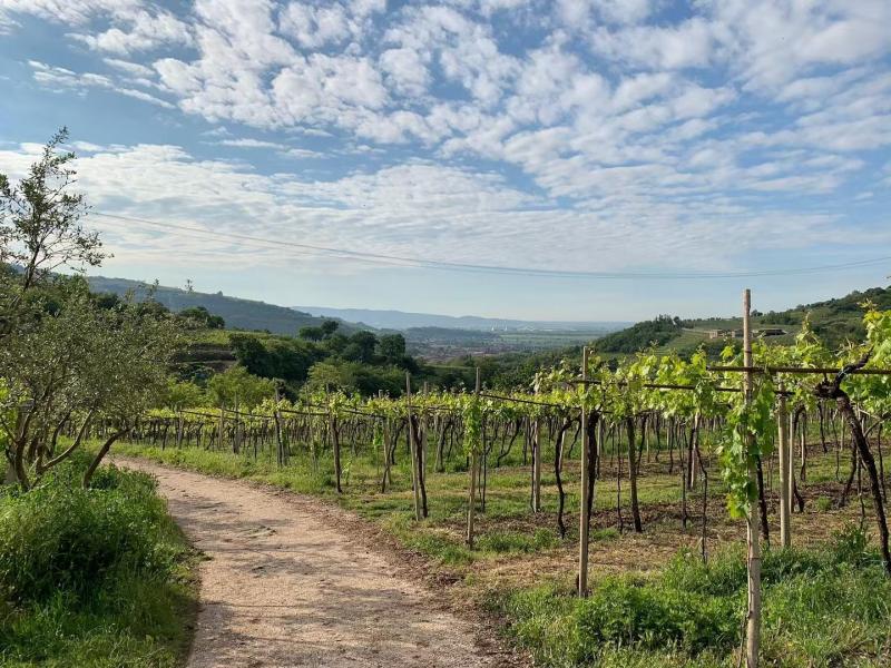 Tenuta Natalina Grandi
