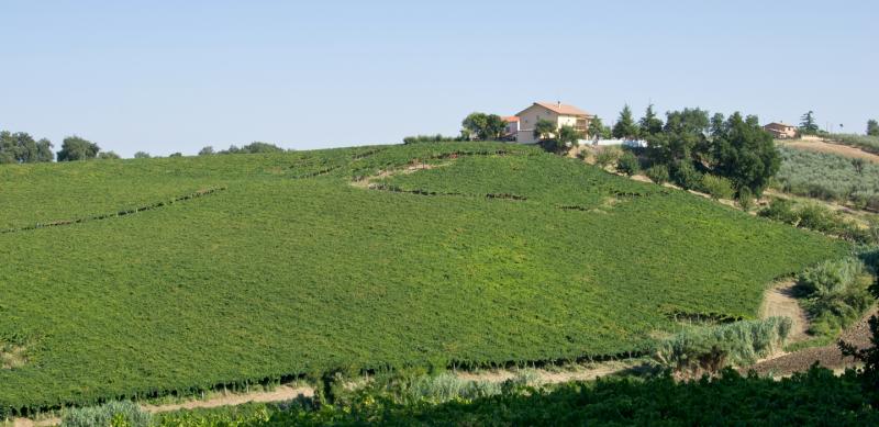 Tenuta Oderisio