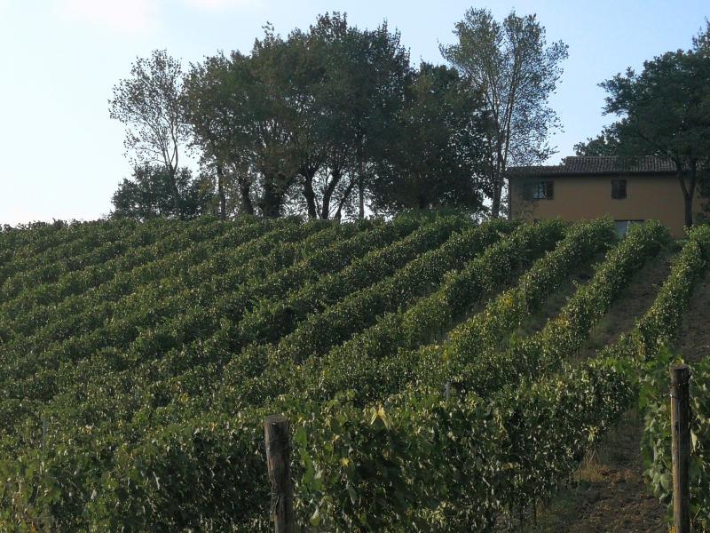 Tenuta Piano di Rustano