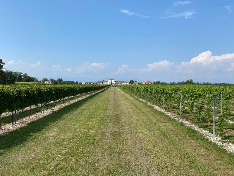 Tenuta Pinni