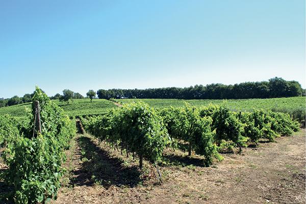 Tenuta Ronci di Nepi