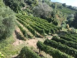 Tenuta Russo Bruno