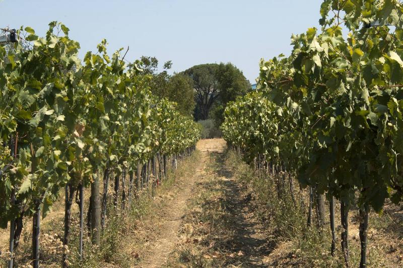 Tenuta Secolo IX