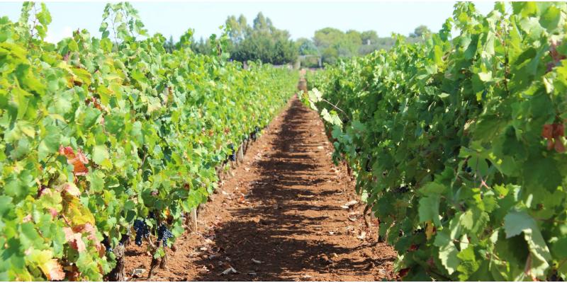 Tenuta Ulisse