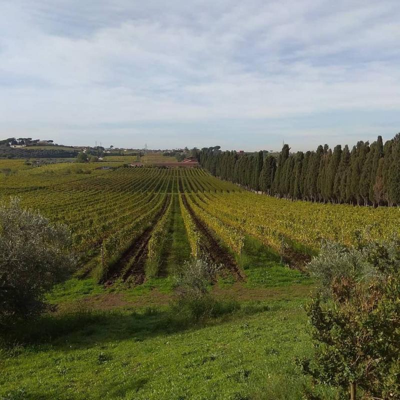 Tenuta di Pietra Porzia