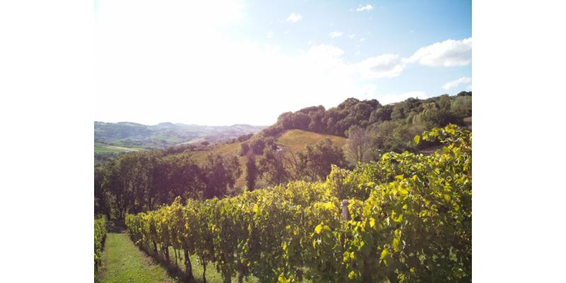 Terra Cruda - I vigneti
