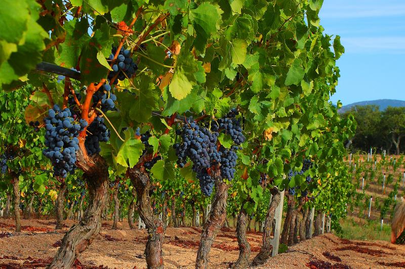 Unmaredivino