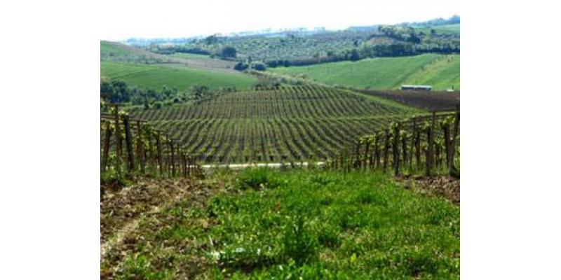 Valentini