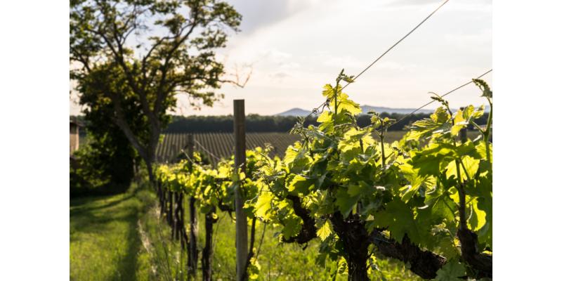 Vetunna - Cantine Bettona