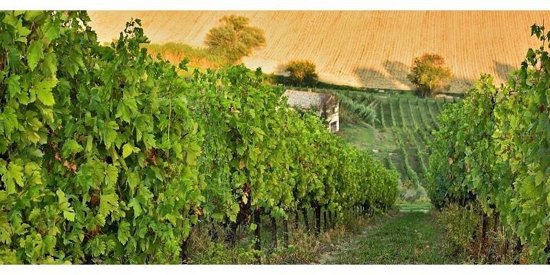 Vigna degli Estensi