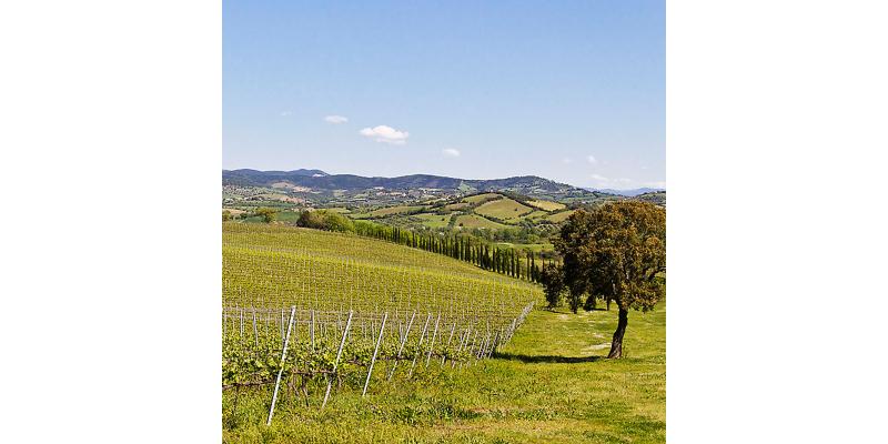 Vignaioli del Morellino di Scansano