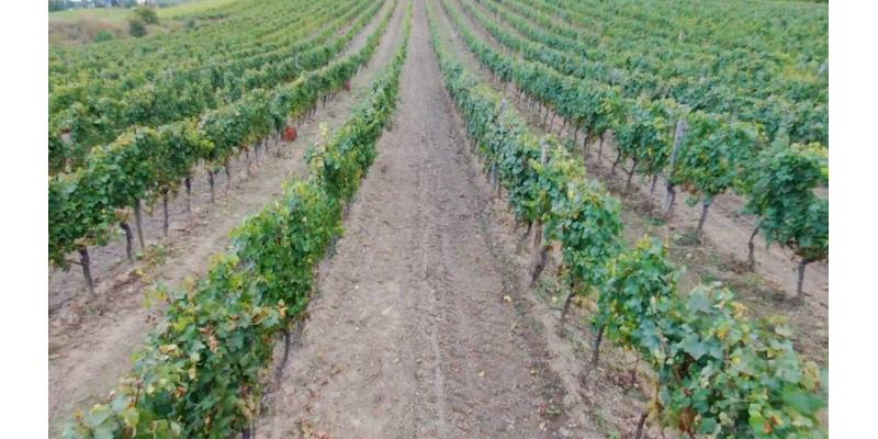 Vignavecchia