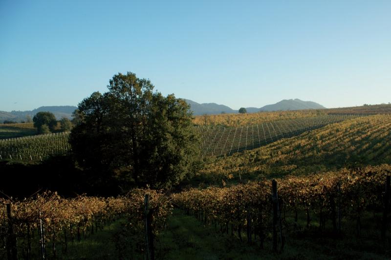 Vigneto delle Terre Rosse