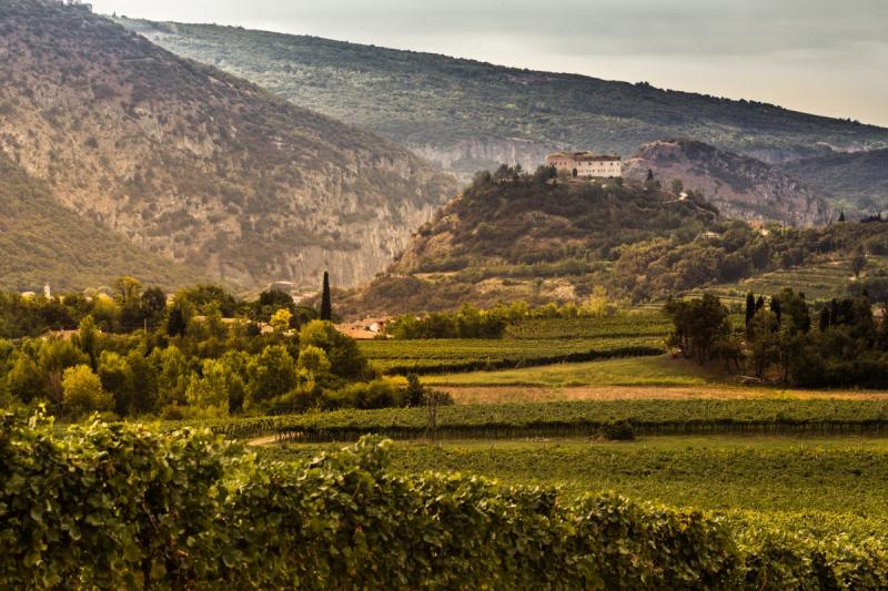 Monte Zovo - Vineyard Caprino