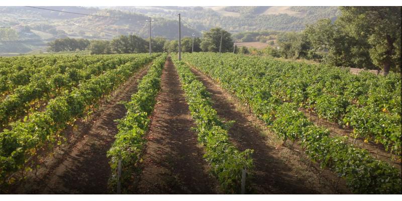 Alte Vigne della Val Camastra