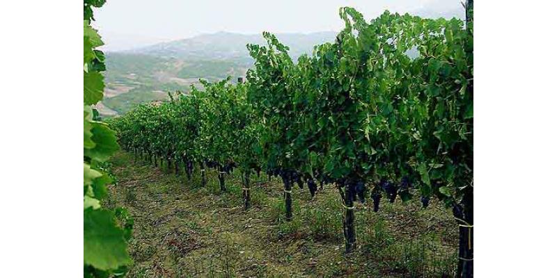 Cantina del Taburno