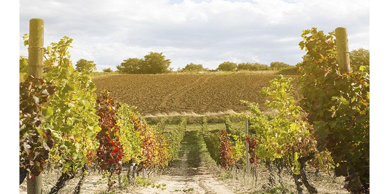 Vigneti dell'azienda Musco Carmelitano