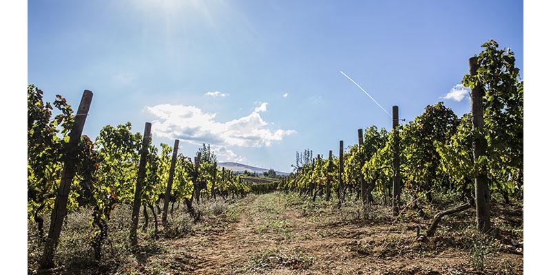 Vigneti dell'azienda Musco Carmelitano