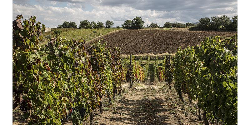 Vigneti dell'azienda Musco Carmelitano 