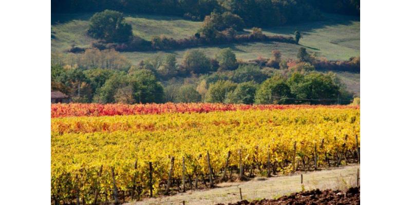 Vigneti della Tenuta Bossi