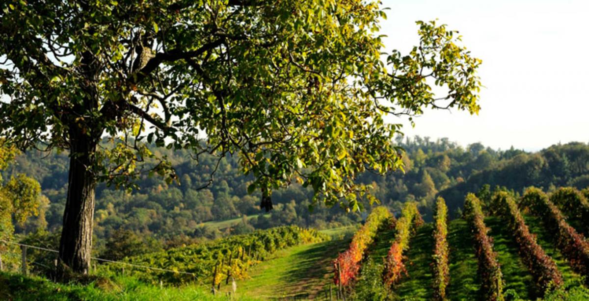 vini Cantina Susegana (Treviso) Hello Taste