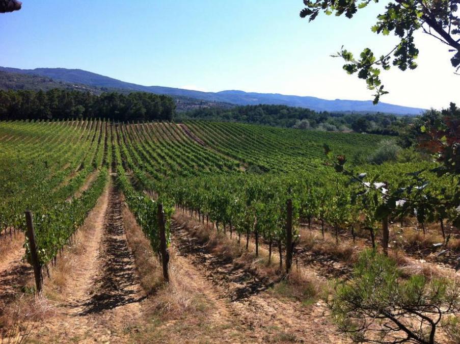 Campo del Monte vini Cantina Terranuova Bracciolini (Arezzo) Hello